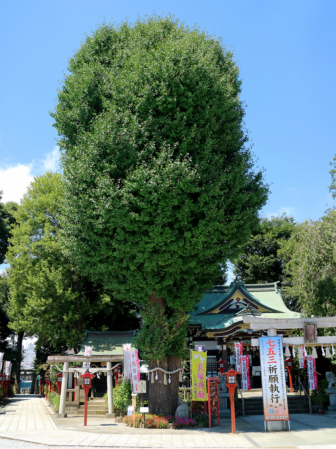 縁むすびイチョウ