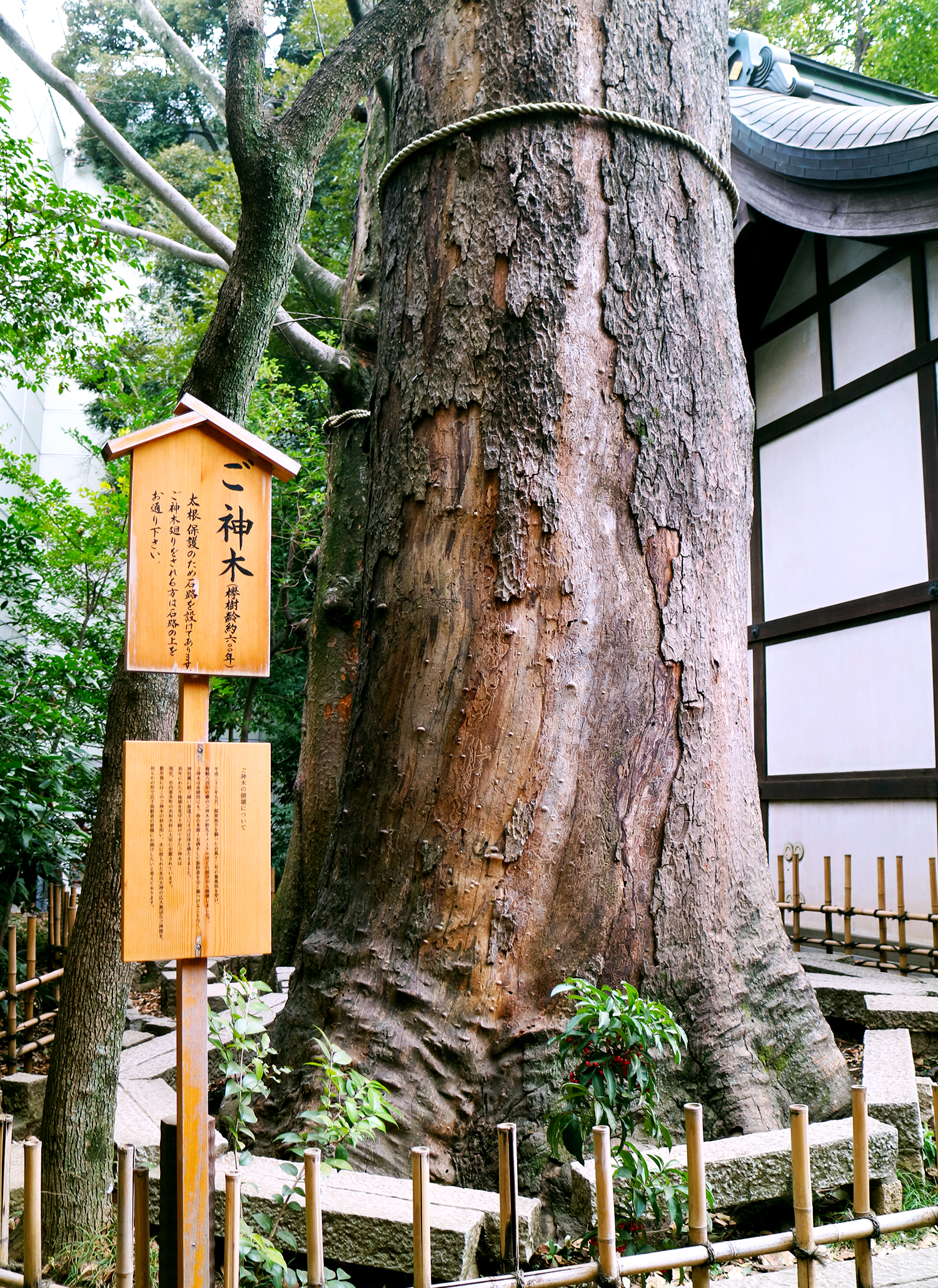 けやきの歩き方